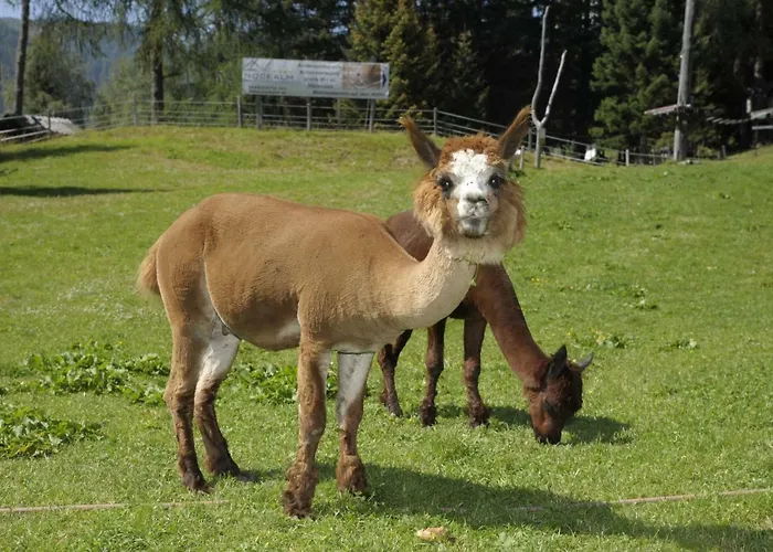 Kinder- Und Nockalm 4*