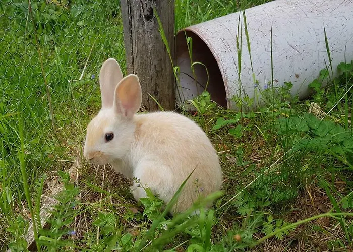 Kinder- Und Nockalm Szálloda Innerkrems
